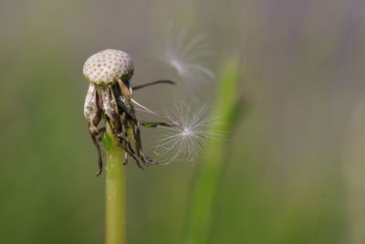 Close-up of wilted dandelion flower