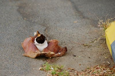 High angle view of a dog on road