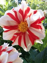 Close-up of white hibiscus blooming outdoors