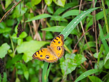 Close-up of butterfly on leaf