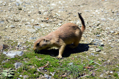 High angle view of meerkat on field