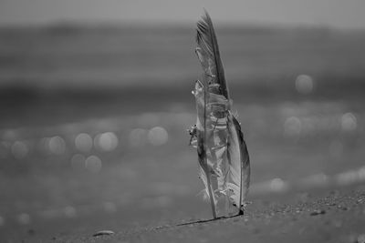 Close-up of insect on beach