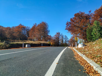 Empty road along trees