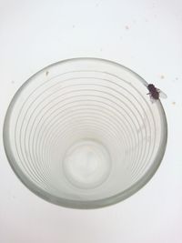 High angle view of insect on white table