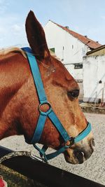 Close-up of horse in ranch