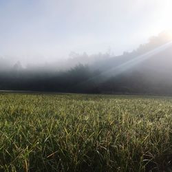 Scenic view of field against sky during foggy weather