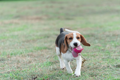 Dog looking away on field