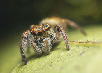 Close-up of spider on leaf