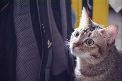 Close-up portrait of cat