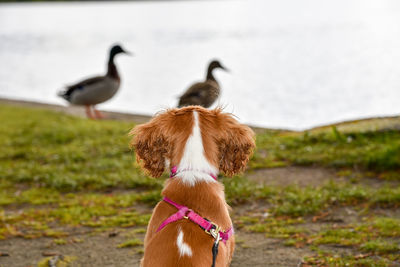 Rear view of puppy watching ducks at a summer park.