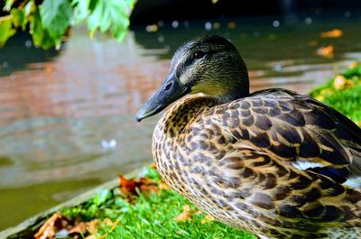 Close-up of a duck