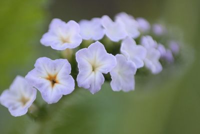 Close-up of purple flowering plants