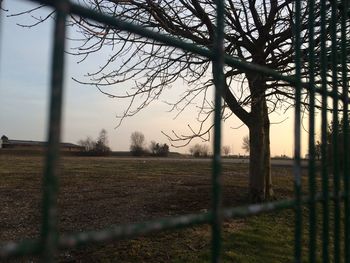 Bare trees on grassy field