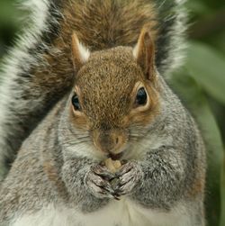 Close-up portrait of squirrel