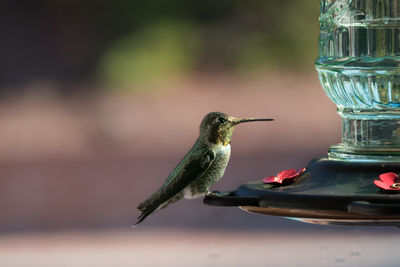 Hummingbird perching on water container