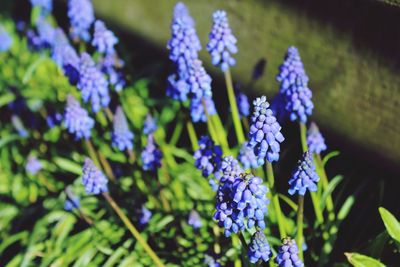 Close-up of purple flowering plants