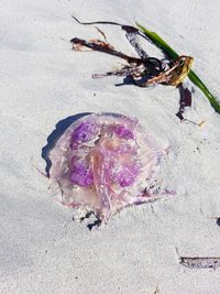 High angle view of crab on beach