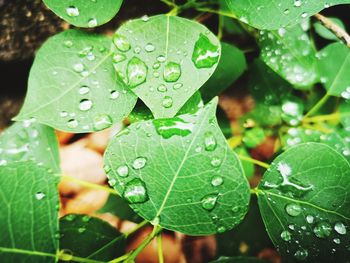 Close-up of raindrops on leaves