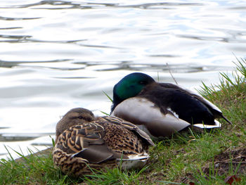 Mallard duck swimming on lake