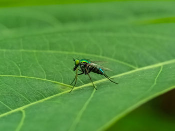 Close-up of fly on leaf