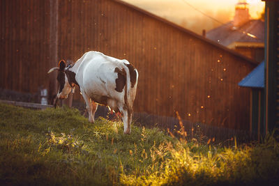 Horse standing in a field, cow