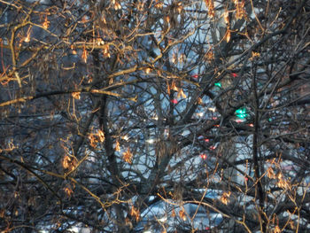 Low angle view of bare trees during winter