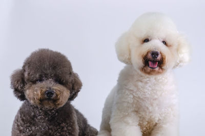 Two adorable poodle dogs sitting together on white color background.
