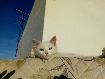 Portrait of a cat against wall