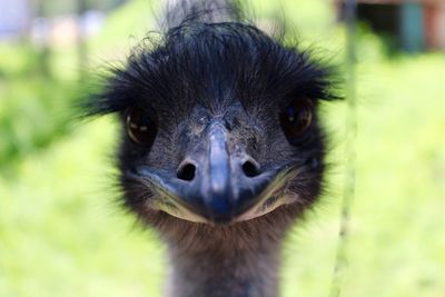 Portrait of bird