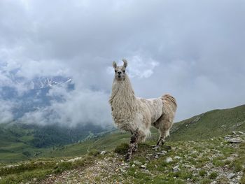 Horse standing on field against sky