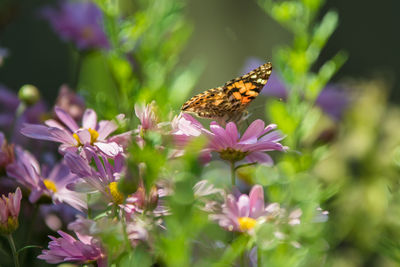 Close-up of butterfly pollinating on purple flower