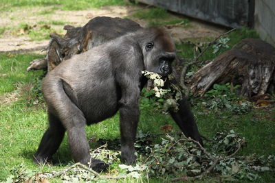 Gorilla in a field