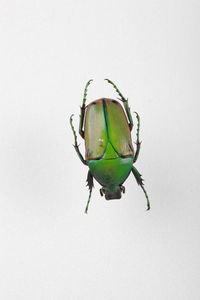 Close-up of insect on white background