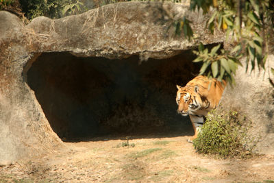 Bengal tiger in cave at zoo