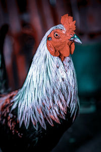 Close-up of a bird