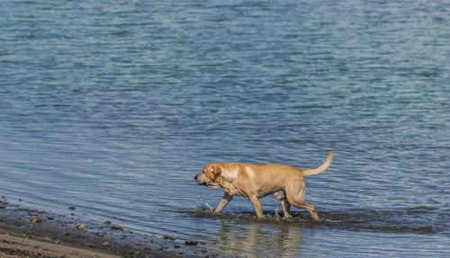 Dog standing in a lake