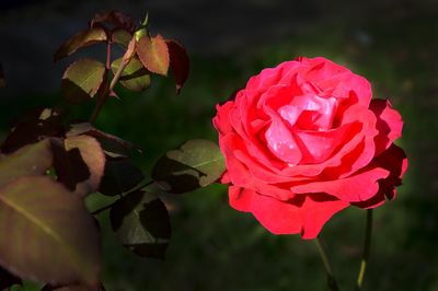Close-up of rose plant