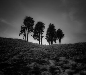 Low angle view of trees on field against sky