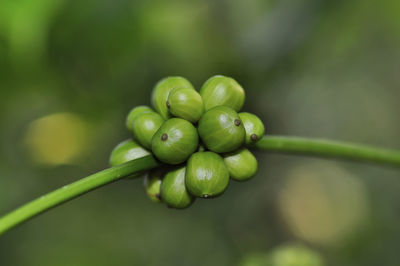 Close-up of fresh green plant