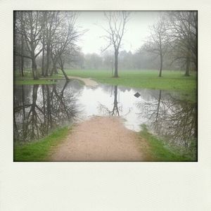 Bare trees in water