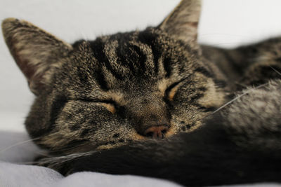 Close-up of cat sleeping