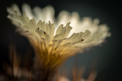 Close-up of flowering plant on field