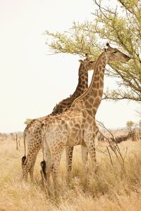 Giraffe standing on field