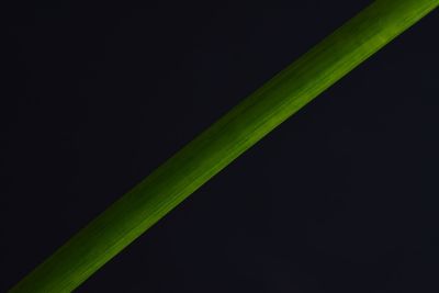 Close-up of leaf over black background