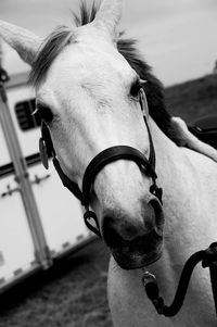 Close-up portrait of horse