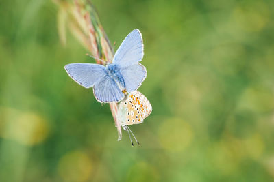 Close-up of butterfly pollinating on flower