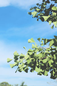 Low angle view of tree against sky