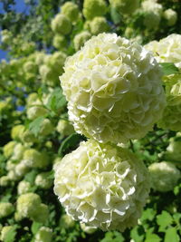 Close-up of white flowering plant