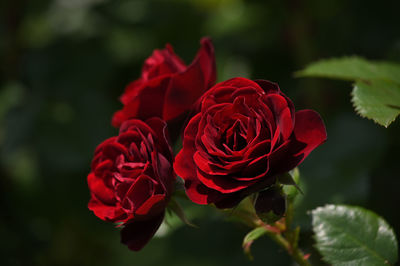 Close-up of beauty red rose