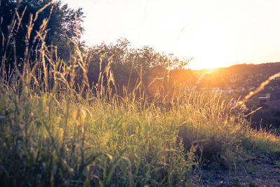 Grass growing on field against sky during sunset